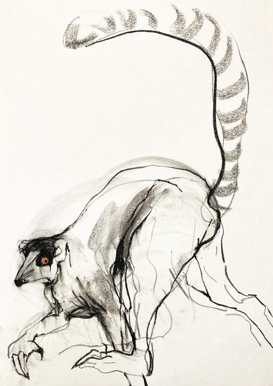 Lemur II